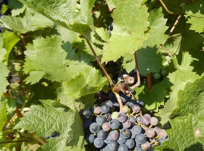 Alloggio in famiglia Ferienweinhaus Roemer-knodt *